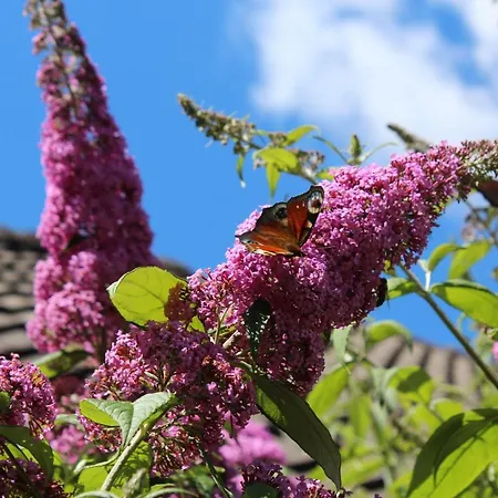 아파트 Luentjenuest